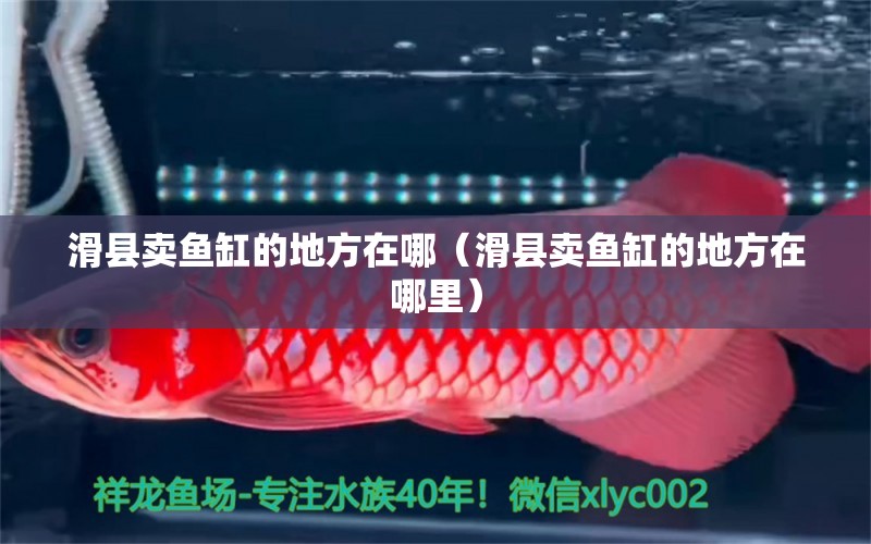 滑縣賣魚(yú)缸的地方在哪（滑縣賣魚(yú)缸的地方在哪里）