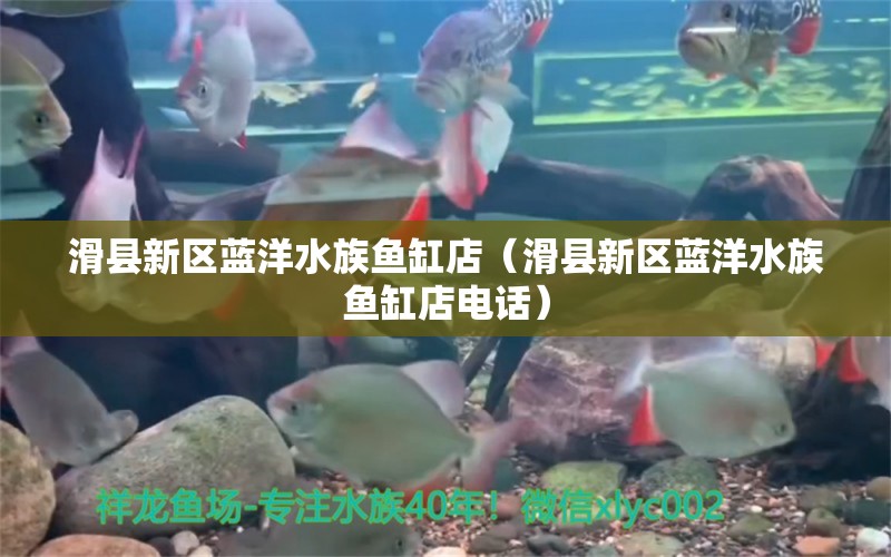 滑縣新區(qū)藍(lán)洋水族魚缸店（滑縣新區(qū)藍(lán)洋水族魚缸店電話）