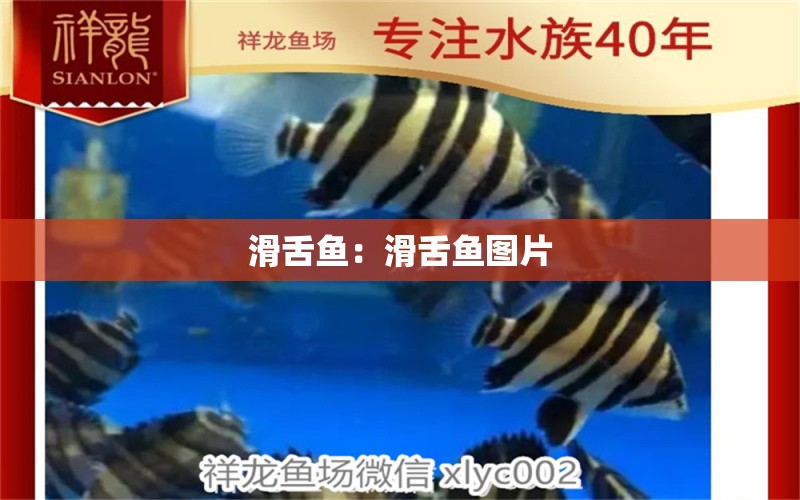 滑舌魚(yú)：滑舌魚(yú)圖片 過(guò)背金龍魚(yú)