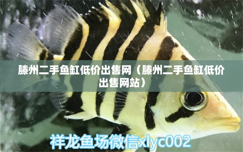 滕州二手魚缸低價出售網(wǎng)（滕州二手魚缸低價出售網(wǎng)站） 祥龍水族醫(yī)院