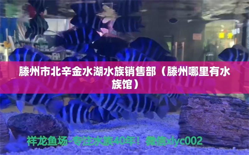 滕州市北辛金水湖水族銷售部（滕州哪里有水族館） 全國水族館企業(yè)名錄