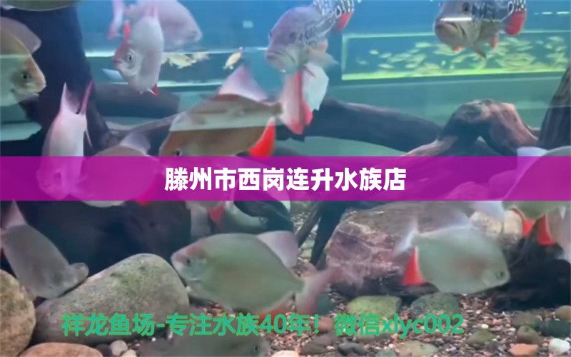 滕州市西崗連升水族店 全國(guó)水族館企業(yè)名錄