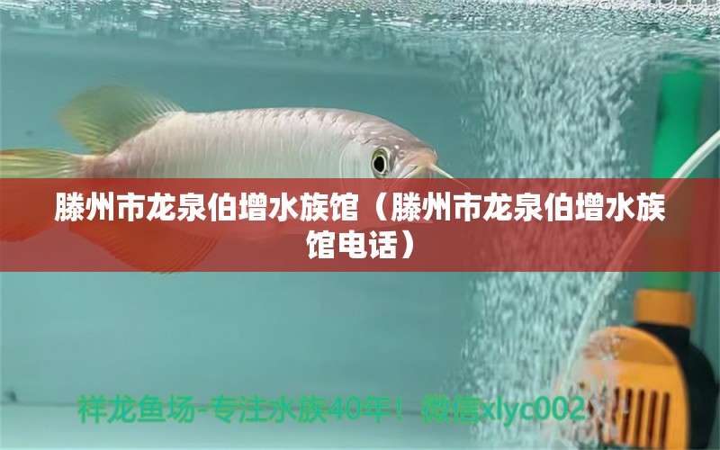 滕州市龍泉伯增水族館（滕州市龍泉伯增水族館電話）