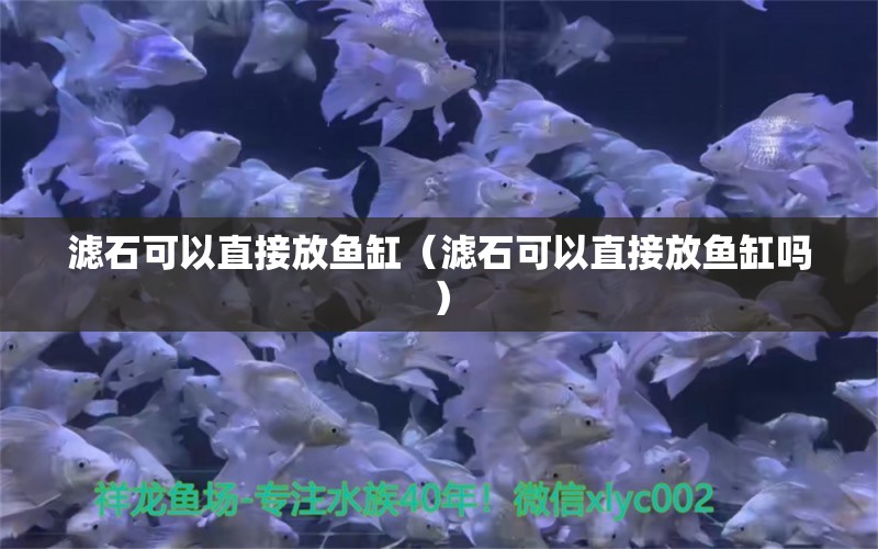 濾石可以直接放魚缸（濾石可以直接放魚缸嗎） 祥龍水族醫(yī)院