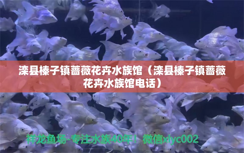 灤縣榛子鎮(zhèn)薔薇花卉水族館（灤縣榛子鎮(zhèn)薔薇花卉水族館電話）