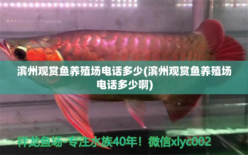 濱州觀賞魚養(yǎng)殖場電話多少(濱州觀賞魚養(yǎng)殖場電話多少啊) 福魟魟魚