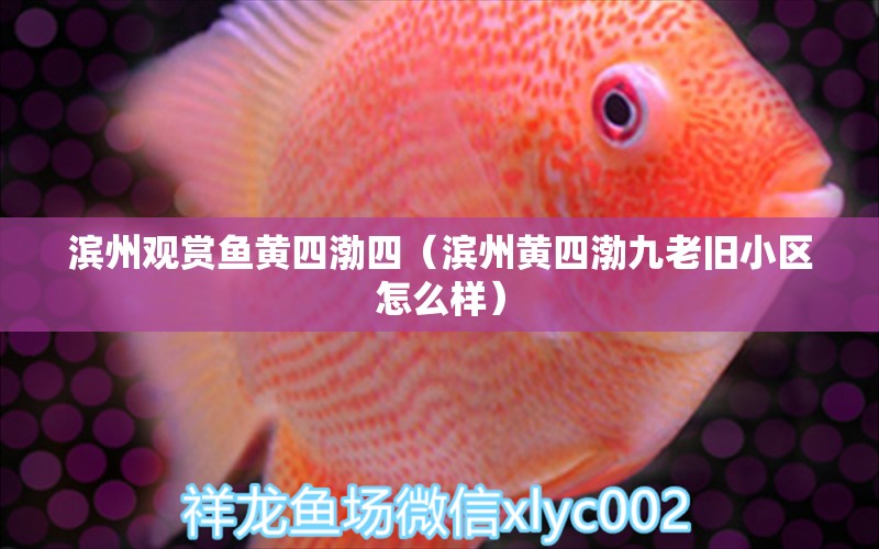 濱州觀賞魚黃四渤四（濱州黃四渤九老舊小區(qū)怎么樣）