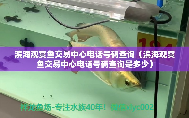 濱海觀賞魚交易中心電話號碼查詢（濱海觀賞魚交易中心電話號碼查詢是多少） 魚缸水質(zhì)穩(wěn)定劑