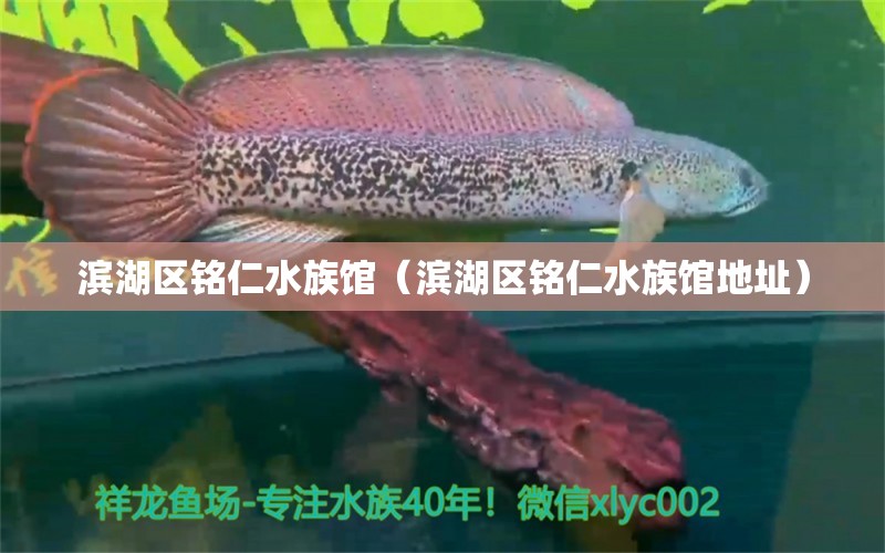 濱湖區(qū)銘仁水族館（濱湖區(qū)銘仁水族館地址） 全國水族館企業(yè)名錄