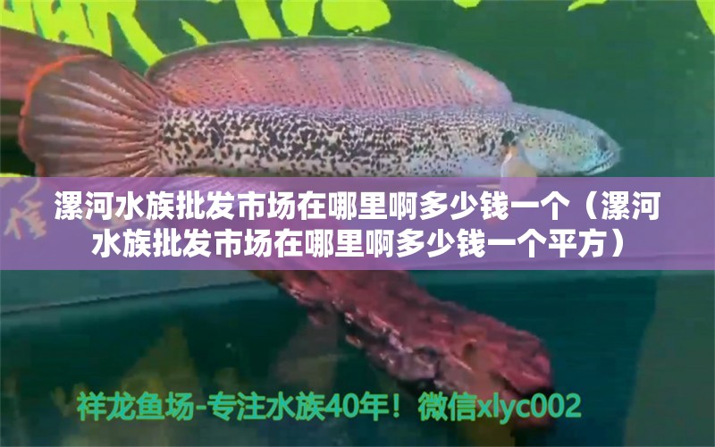 漯河水族批發(fā)市場在哪里啊多少錢一個（漯河水族批發(fā)市場在哪里啊多少錢一個平方）