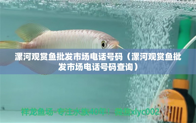 漯河觀賞魚批發(fā)市場(chǎng)電話號(hào)碼（漯河觀賞魚批發(fā)市場(chǎng)電話號(hào)碼查詢）