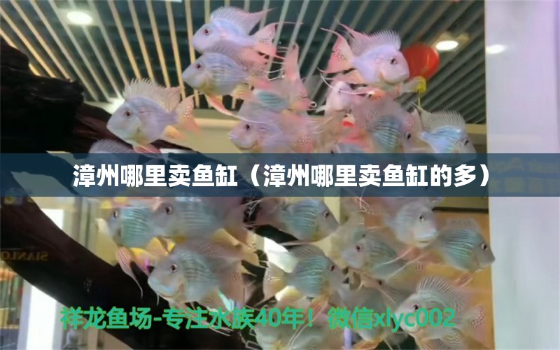 漳州哪里賣魚缸（漳州哪里賣魚缸的多）