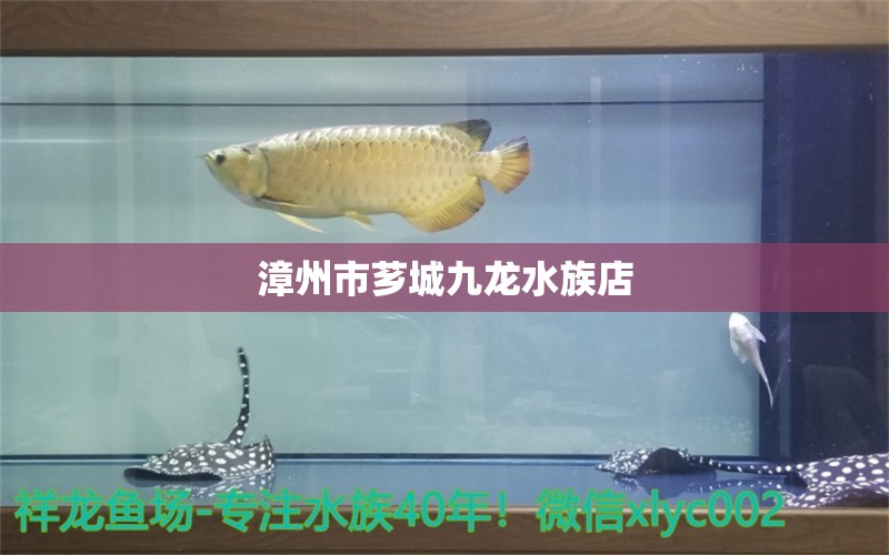 漳州市薌城九龍水族店