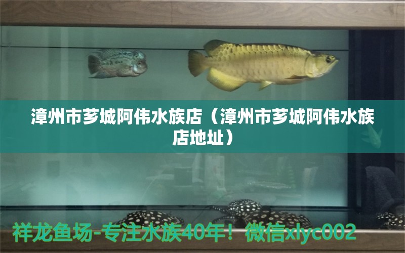 漳州市薌城阿偉水族店（漳州市薌城阿偉水族店地址） 全國水族館企業(yè)名錄