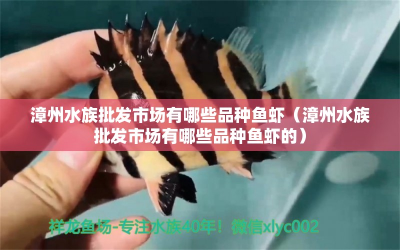 漳州水族批發(fā)市場(chǎng)有哪些品種魚蝦（漳州水族批發(fā)市場(chǎng)有哪些品種魚蝦的） 觀賞魚水族批發(fā)市場(chǎng)