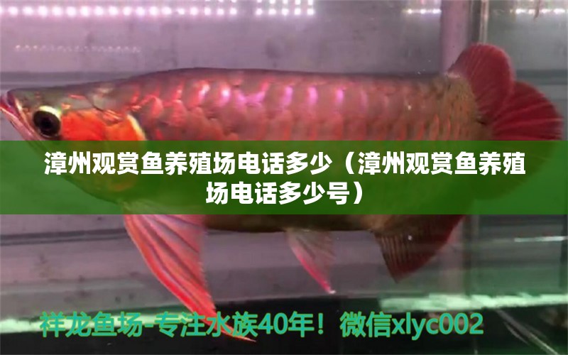 漳州觀賞魚養(yǎng)殖場電話多少（漳州觀賞魚養(yǎng)殖場電話多少號）