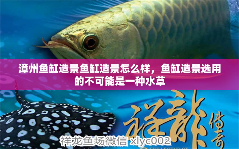 漳州魚缸造景魚缸造景怎么樣，魚缸造景選用的不可能是一種水草 水草