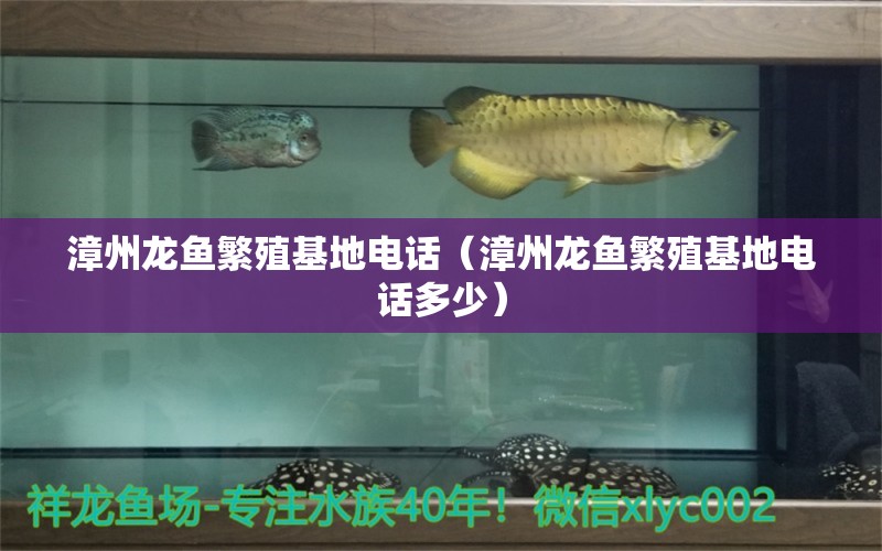 漳州龍魚繁殖基地電話（漳州龍魚繁殖基地電話多少） 其他品牌魚缸