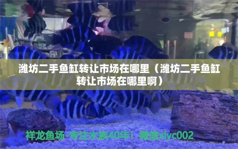 濰坊二手魚缸轉(zhuǎn)讓市場(chǎng)在哪里（濰坊二手魚缸轉(zhuǎn)讓市場(chǎng)在哪里?。?祥龍水族醫(yī)院