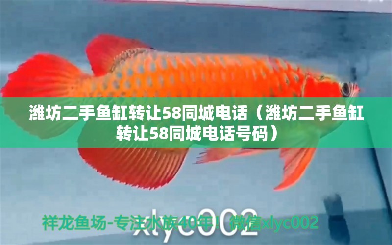 濰坊二手魚缸轉(zhuǎn)讓58同城電話（濰坊二手魚缸轉(zhuǎn)讓58同城電話號碼）