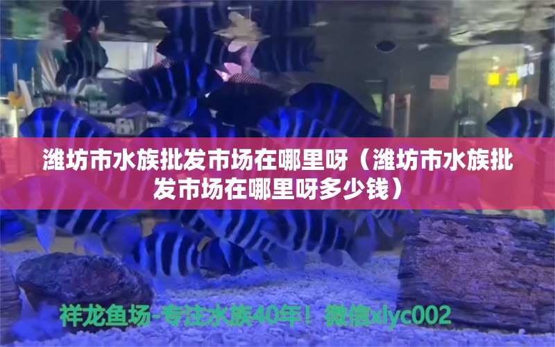 濰坊市水族批發(fā)市場在哪里呀（濰坊市水族批發(fā)市場在哪里呀多少錢） 觀賞魚水族批發(fā)市場