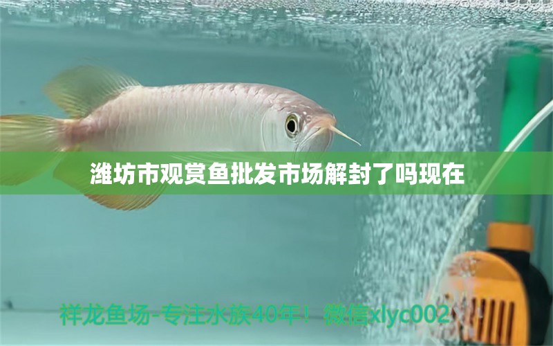 濰坊市觀賞魚批發(fā)市場解封了嗎現(xiàn)在