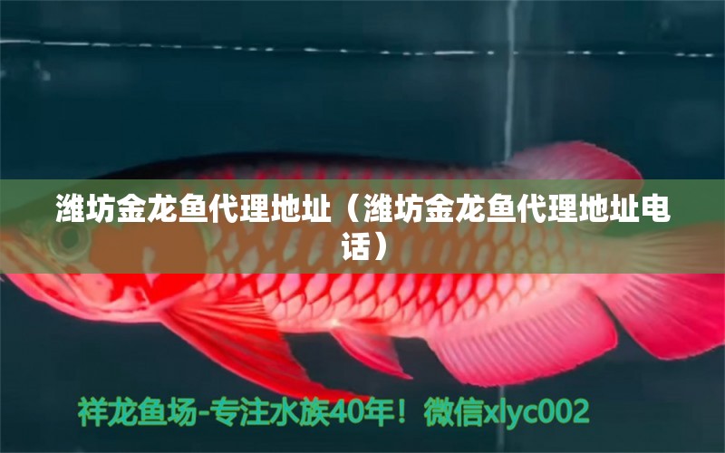 濰坊金龍魚代理地址（濰坊金龍魚代理地址電話）