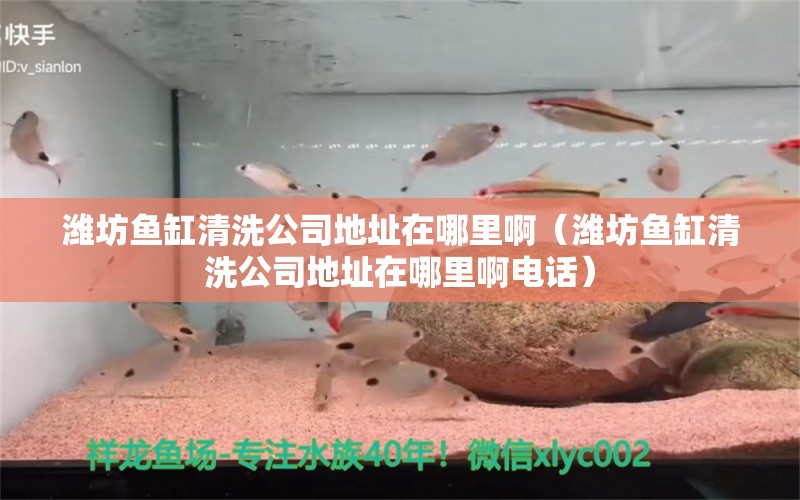 濰坊魚缸清洗公司地址在哪里?。H坊魚缸清洗公司地址在哪里啊電話） 觀賞魚市場（混養(yǎng)魚）