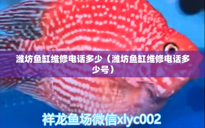 濰坊魚缸維修電話多少（濰坊魚缸維修電話多少號） 黃金斑馬魚