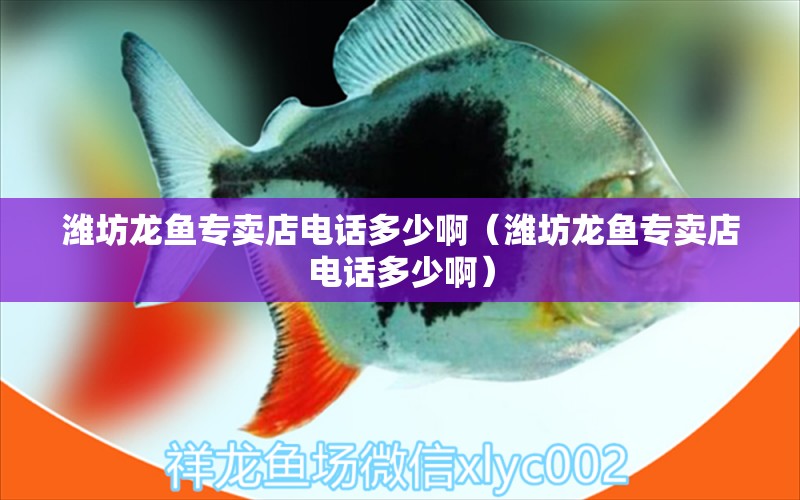 濰坊龍魚專賣店電話多少?。H坊龍魚專賣店電話多少?。? title=