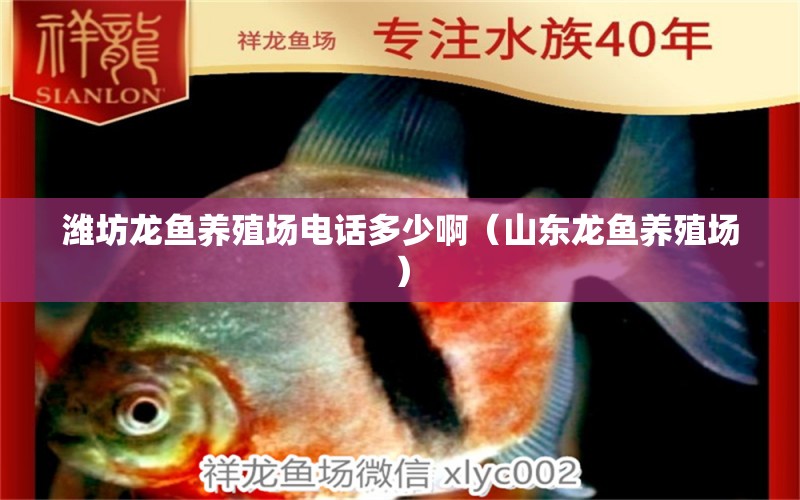 濰坊龍魚養(yǎng)殖場電話多少?。ㄉ綎|龍魚養(yǎng)殖場） 熊貓異形魚L46