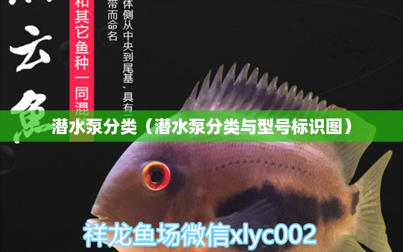 潛水泵分類（潛水泵分類與型號標(biāo)識圖） 廣州龍魚批發(fā)市場