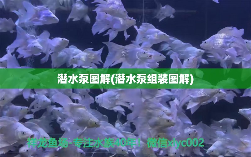 潛水泵圖解(潛水泵組裝圖解)