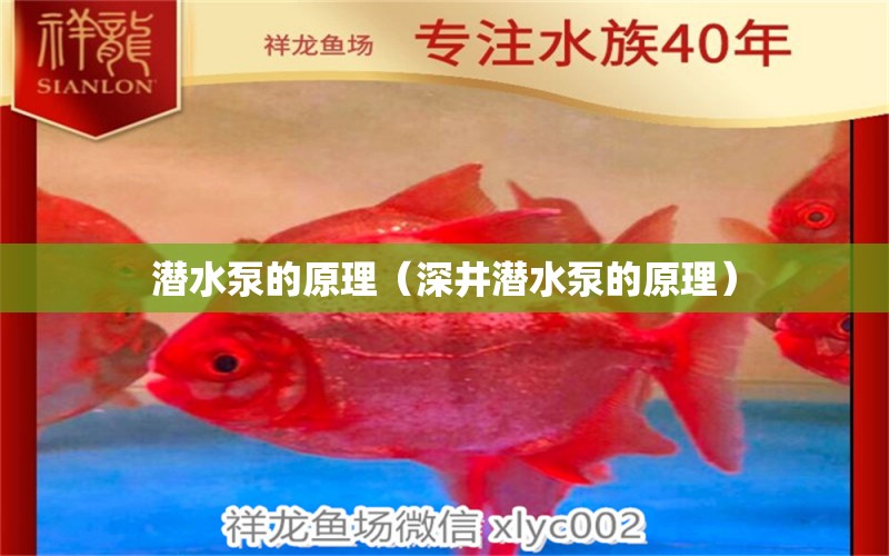 潛水泵的原理（深井潛水泵的原理） 祥龍水族醫(yī)院