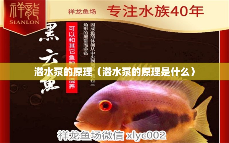 潛水泵的原理（潛水泵的原理是什么） 祥龍水族醫(yī)院