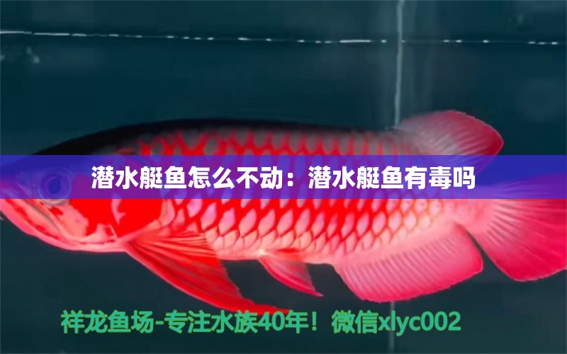 潛水艇魚怎么不動：潛水艇魚有毒嗎