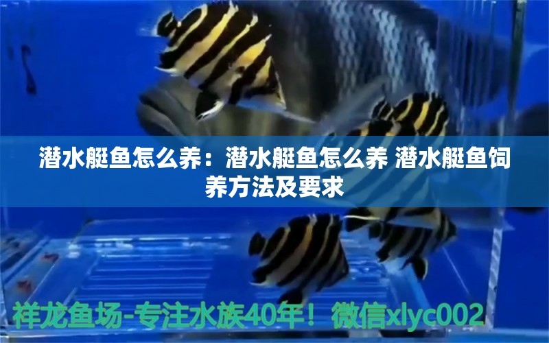 潛水艇魚怎么養(yǎng)：潛水艇魚怎么養(yǎng) 潛水艇魚飼養(yǎng)方法及要求 潛水艇魚