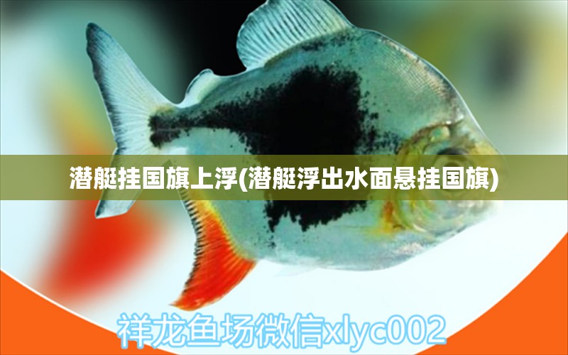 潛艇掛國旗上浮(潛艇浮出水面懸掛國旗) 觀賞魚 第1張