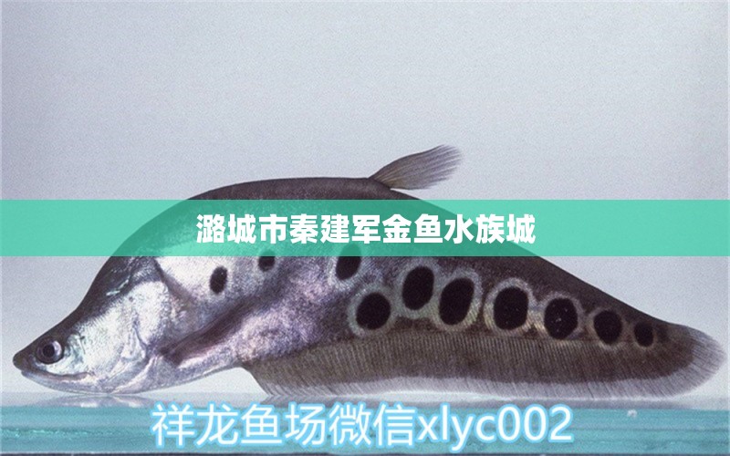 潞城市秦建軍金魚水族城