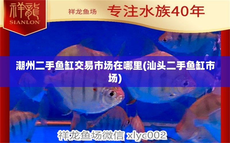 潮州二手魚缸交易市場在哪里(汕頭二手魚缸市場) 眼斑魚