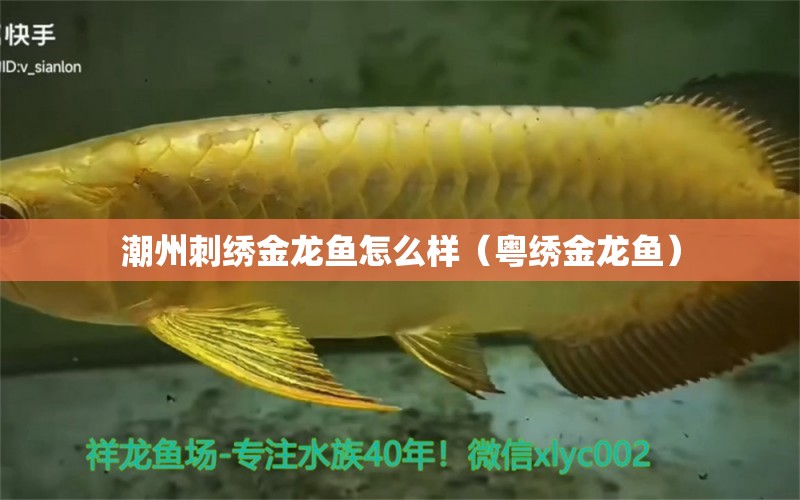 潮州刺繡金龍魚怎么樣（粵繡金龍魚） 虎魚魚苗