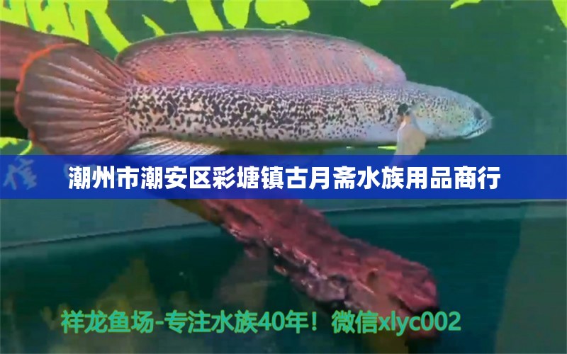 潮州市潮安區(qū)彩塘鎮(zhèn)古月齋水族用品商行