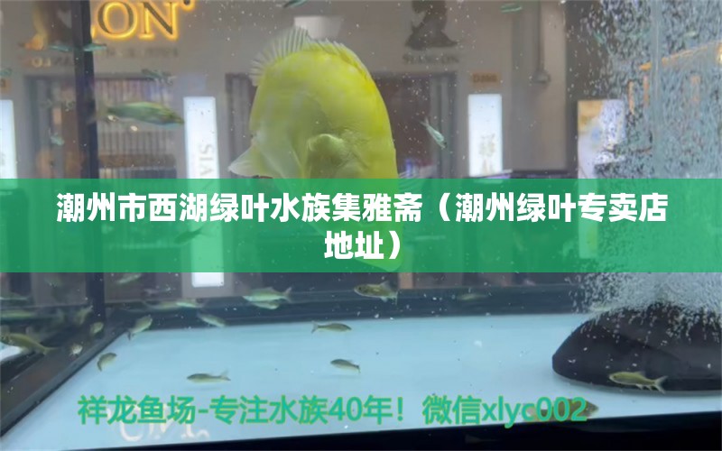 潮州市西湖綠葉水族集雅齋（潮州綠葉專賣店地址） 全國水族館企業(yè)名錄