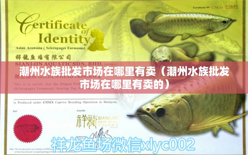 潮州水族批發(fā)市場在哪里有賣（潮州水族批發(fā)市場在哪里有賣的）