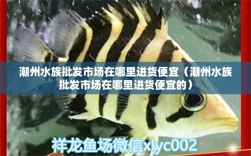 潮州水族批發(fā)市場(chǎng)在哪里進(jìn)貨便宜（潮州水族批發(fā)市場(chǎng)在哪里進(jìn)貨便宜的） 古典過背金龍魚