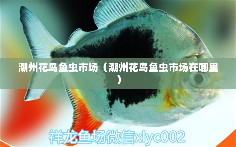 潮州花鳥魚蟲市場(chǎng)（潮州花鳥魚蟲市場(chǎng)在哪里）