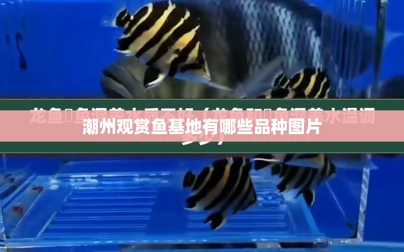 潮州觀賞魚基地有哪些品種圖片 水族問答 第1張