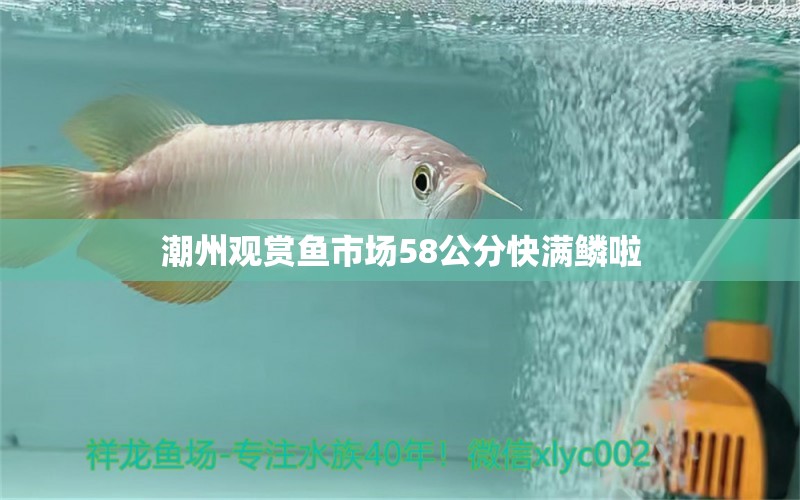 潮州觀賞魚市場58公分快滿鱗啦