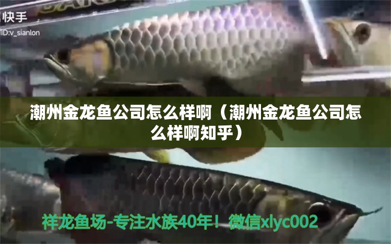 潮州金龍魚公司怎么樣?。ǔ敝萁瘕堲~公司怎么樣啊知乎）