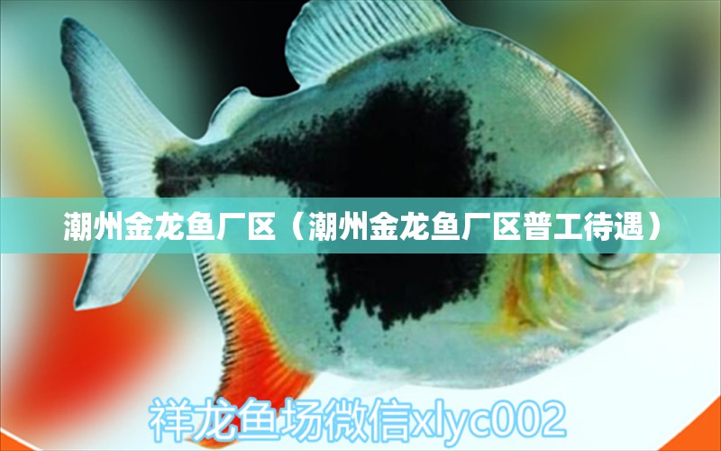 潮州金龍魚廠區(qū)（潮州金龍魚廠區(qū)普工待遇）